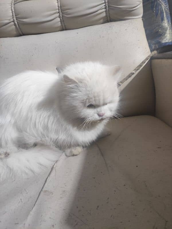 Persian cat for sale breeder female double colours eye 1