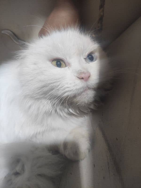 Persian cat for sale breeder female double colours eye 2