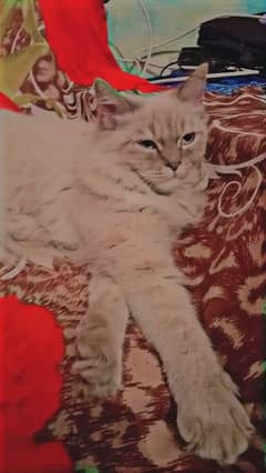 persian cat for sale