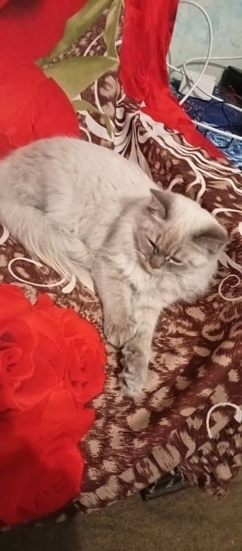 persian cat for sale 1