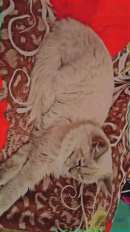 persian cat for sale 2