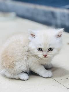 Persian Catt