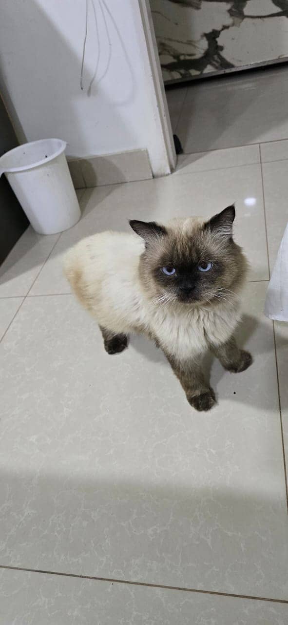 Himalayan cat mating 18 month 0