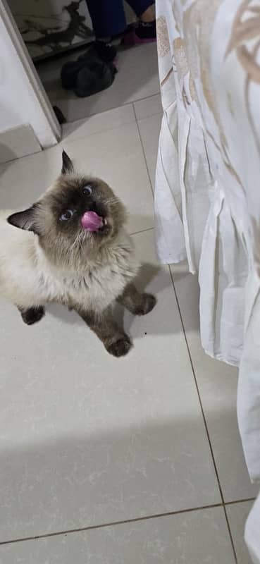 Himalayan cat mating 18 month 1