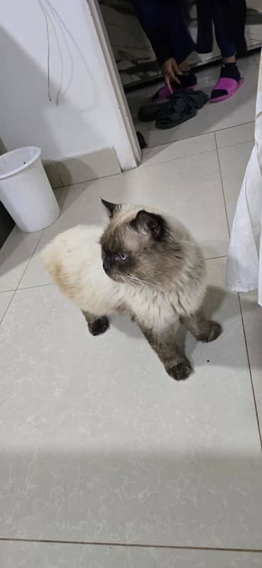 Himalayan cat mating 18 month 2