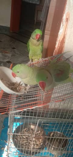 three raw parrot one hand em and one mitho bolta hai confirm pair