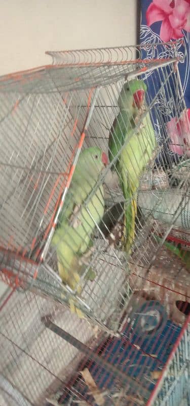 three raw parrot one hand em and one mitho bolta hai confirm pair 1