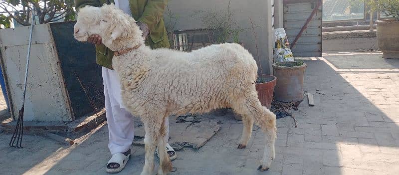 Mundra female best quality for sale 4