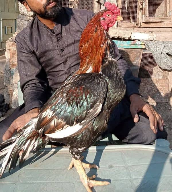 AmRohA lassani breeder r Shajra patha 0