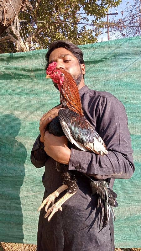 AmRohA lassani breeder r Shajra patha 1