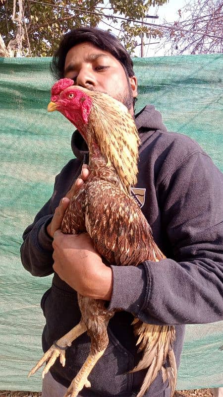 AmRohA lassani breeder r Shajra patha 2