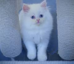 Persian kitten blue eyes for sale