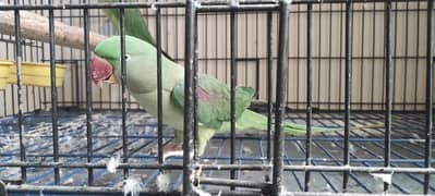 Raw Parrot Female and cage