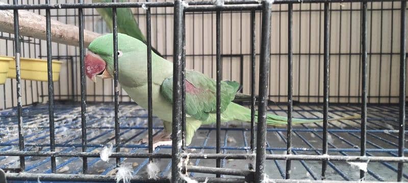 Raw Parrot Female 0