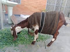 Goat . . dood wali . . bacha mar  ga ha