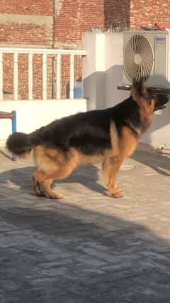 Champion Bloodline Long coat German shepherd for Stud