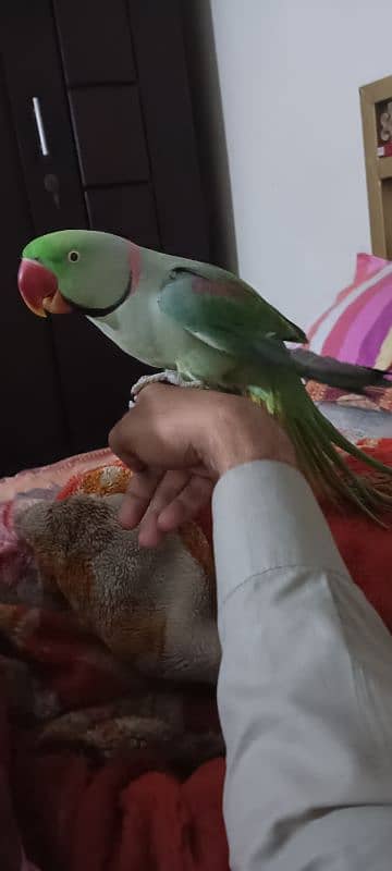 parrot for sale hn Hand tamed hai 1