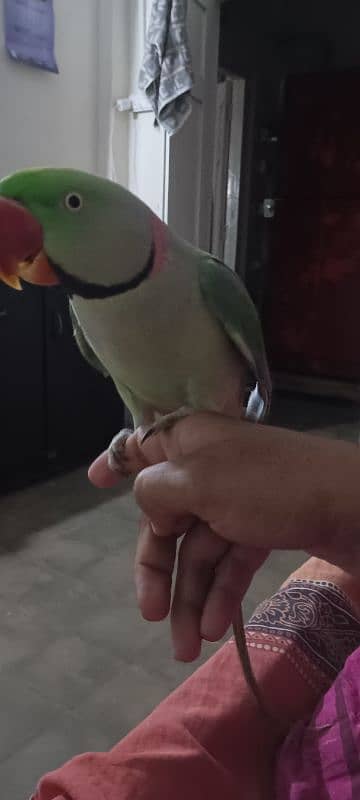 parrot for sale hn Hand tamed hai 2