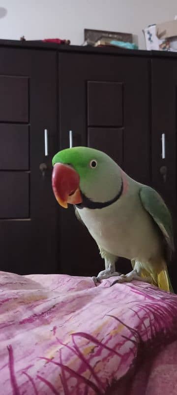 parrot for sale hn Hand tamed hai 3