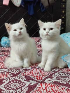 Pure Parshian Cat pair