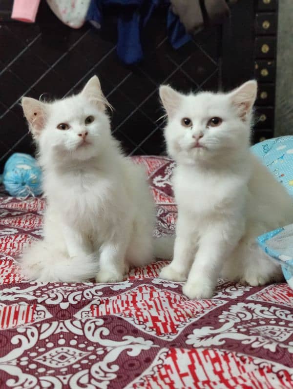 Pure Parshian Cat pair 0