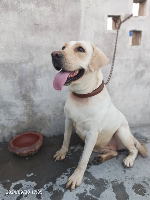 American Labrador Female | Labrador Breeder Female 0