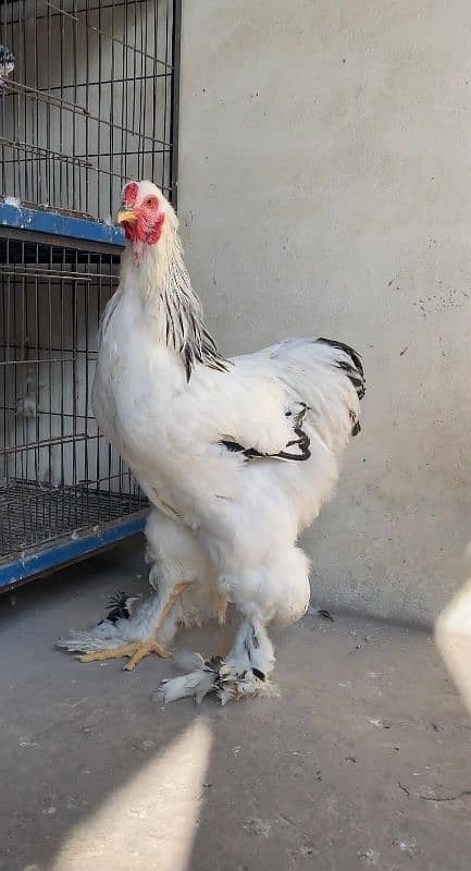 Columbian Brahma hen Male & Chicks Eggs 0