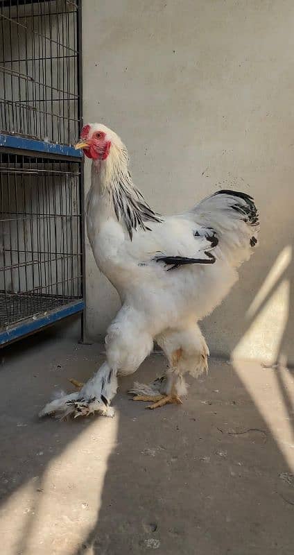 Columbian Brahma hen Male & Chicks Eggs 2