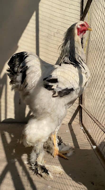 Columbian Brahma hen Male & Chicks Eggs 3