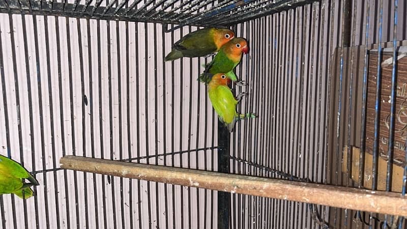 love birds 2