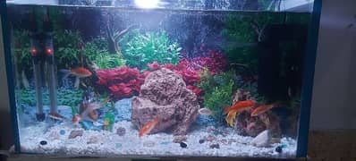 Big size Fish aquarium