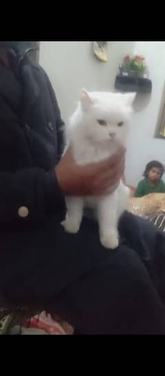 cat fully white persion