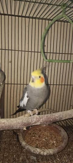 Pair of Cockatiel with Cage