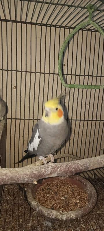 Pair of Cockatiel with Cage 0