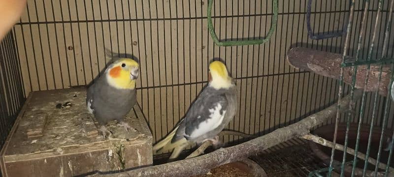 Pair of Cockatiel with Cage 1