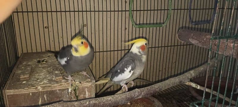 Pair of Cockatiel with Cage 2