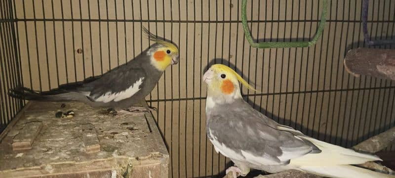 Pair of Cockatiel with Cage 3