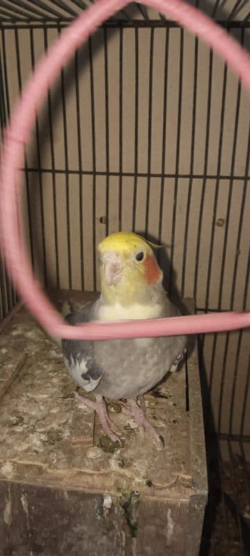 Pair of Cockatiel with Cage 4