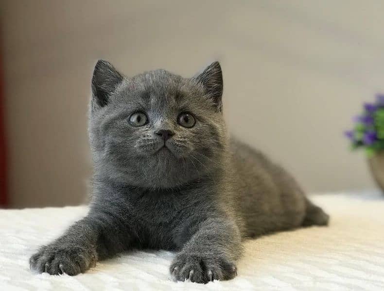 British shorthair 0