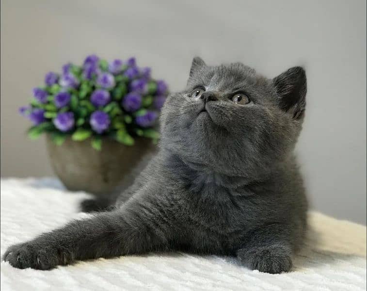 British shorthair 1