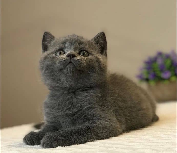 British shorthair 2