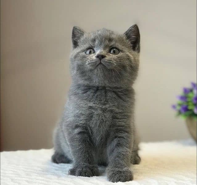 British shorthair 3