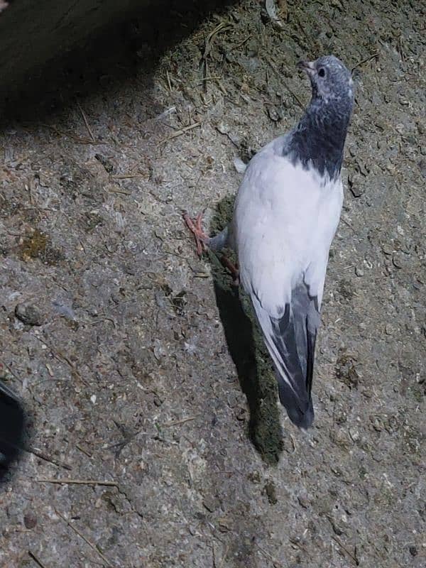 pigeon 1