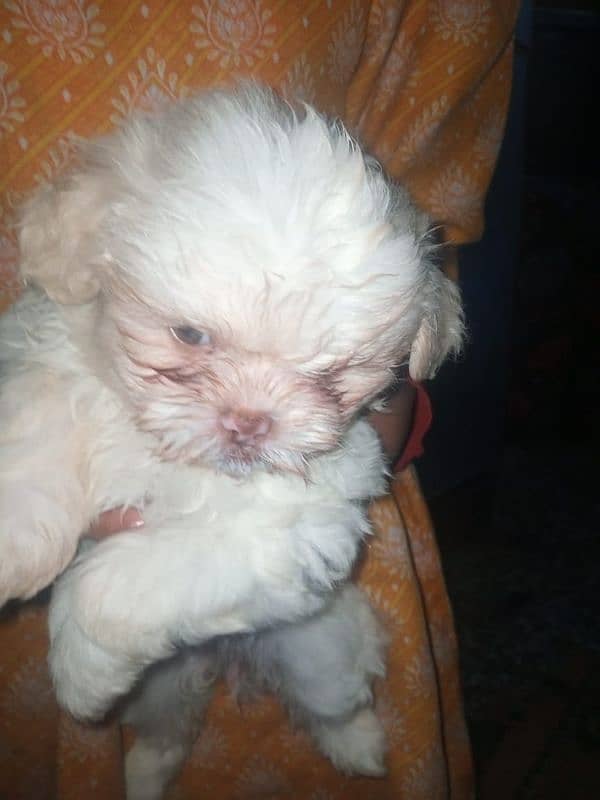 original Shihtzu puppies 0