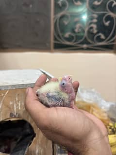 Cockatiel Chicks | Lutino Cockatiel Chicks