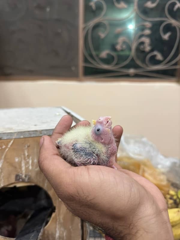 Cockatiel Chicks | Lutino Cockatiel Chicks 0