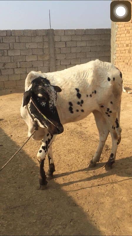 weri for sale qurbani 3