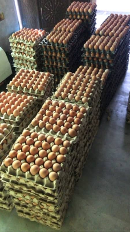 lohman brown |egg |brown eggs lohman brown hen| murghi |eggs laying 1