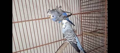 hogo romo & budgies pair for sell