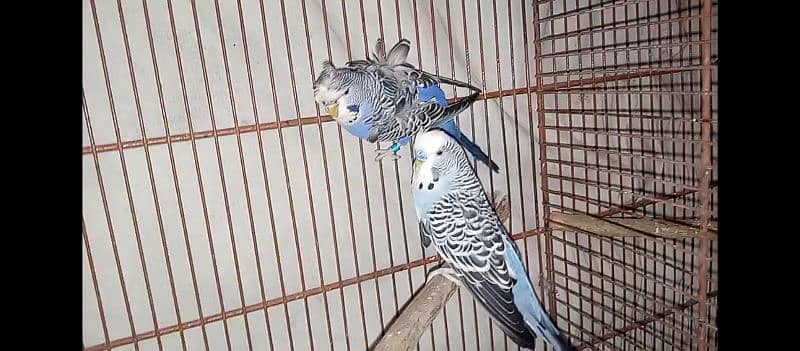 hogo romo & budgies pair for sell 0